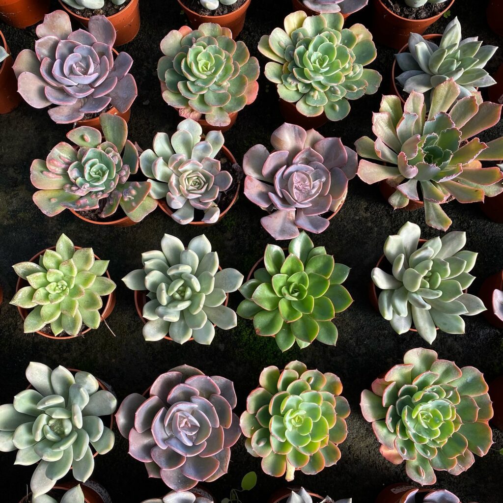 Colección de cactus en Viveros del Valle Málaga – plantas suculentas y cactus para interior y exterior