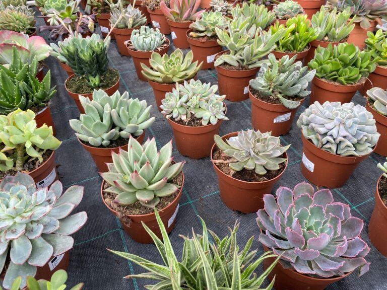 Las tres plantas que purifican el aire de nuestro hogar