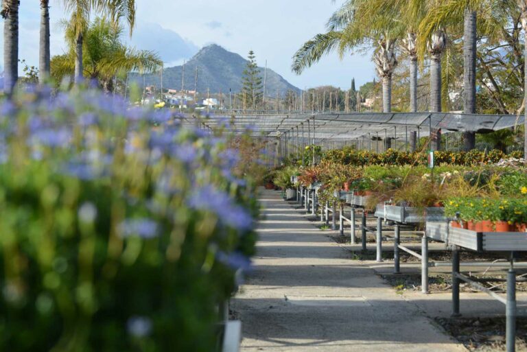 Cómo ayudar a la supervivencia de nuestras plantas tras lluvias torrenciales
