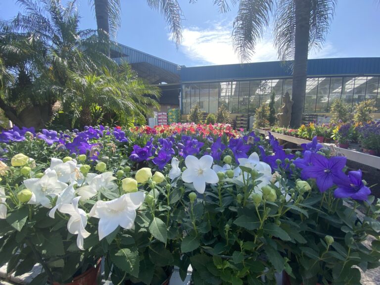 Comenzamos septiembre, hay que renovar nuestro jardín