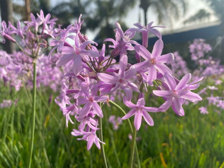 Anticípate a la primavera con los frutales