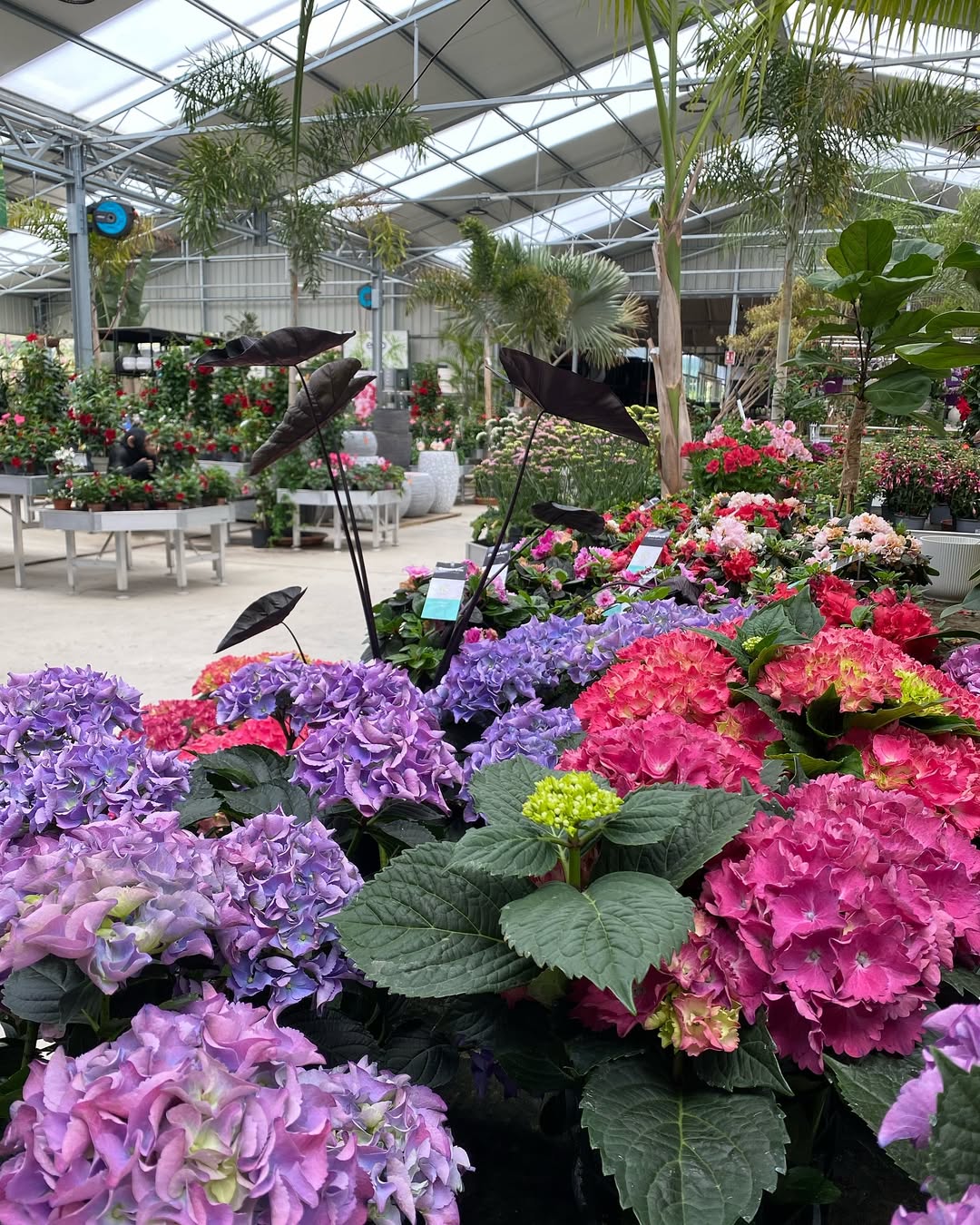 Plantas de floración disponible en Viveros del Valle Málaga – surtido de flores ornamentales para jardín y terraza