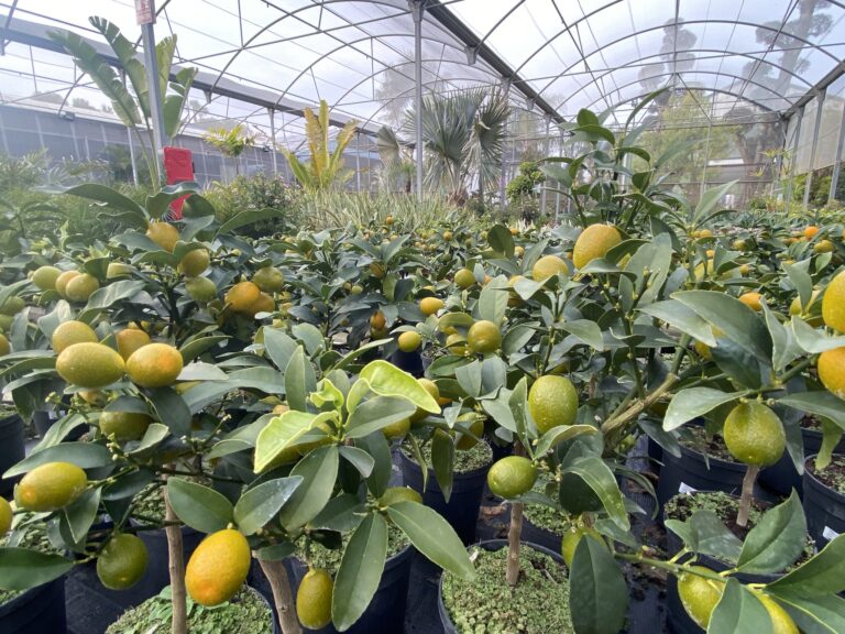 El riego de nuestras plantas y jardines en verano