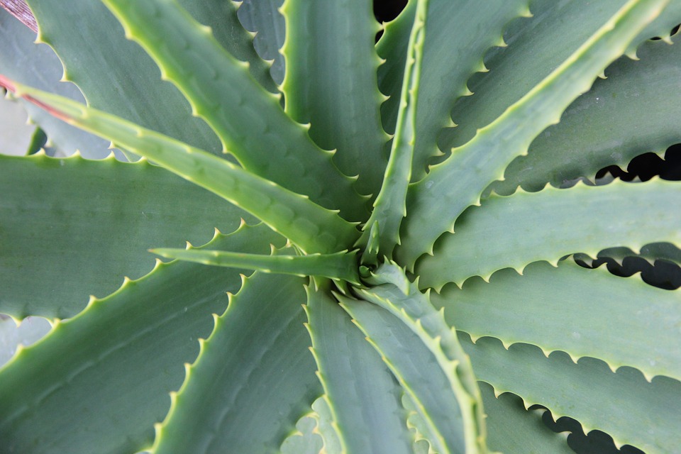 El momento del Aloe Vera