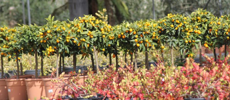 Mayo, el mes en el que tu jardín se convertirá en huerto