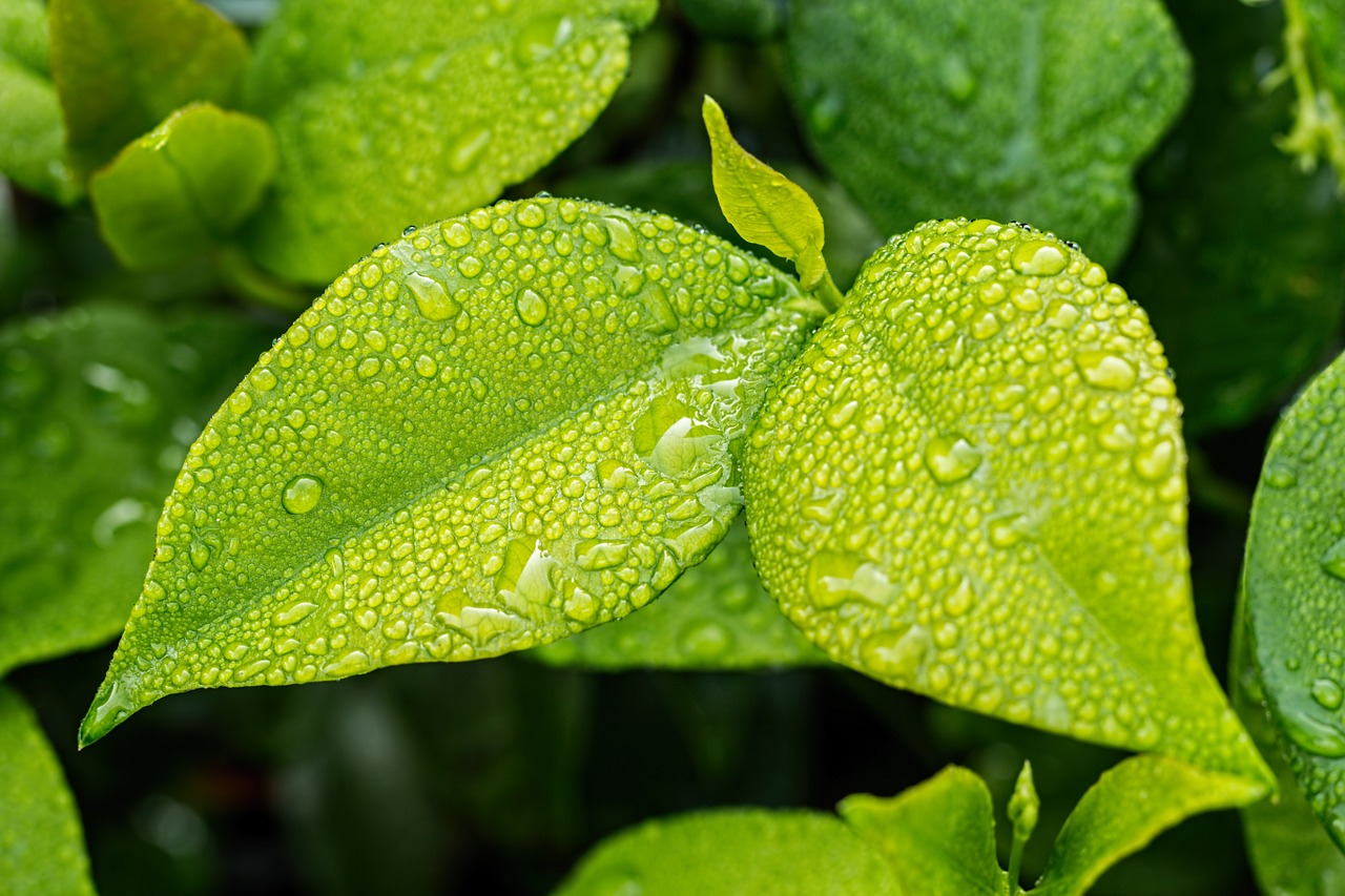 La planta que no sólo sobrevive, sino que florece en invierno