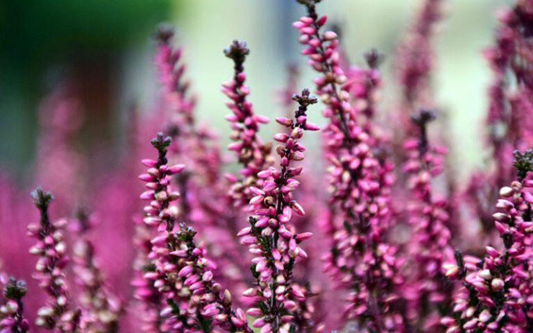Los tres pasos fundamentales para preparar el jardín para la primavera