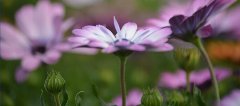 Cómo conseguir que nuestras plantas sobrevivan a las olas de frío