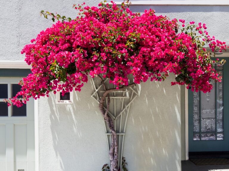 plantas resistentes a la sequía
